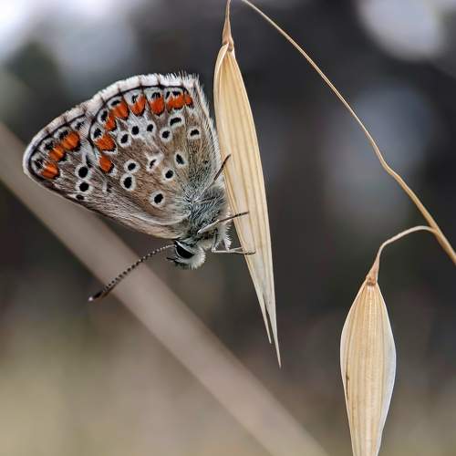 Превью фотографии фотографа Rati Qvaraia