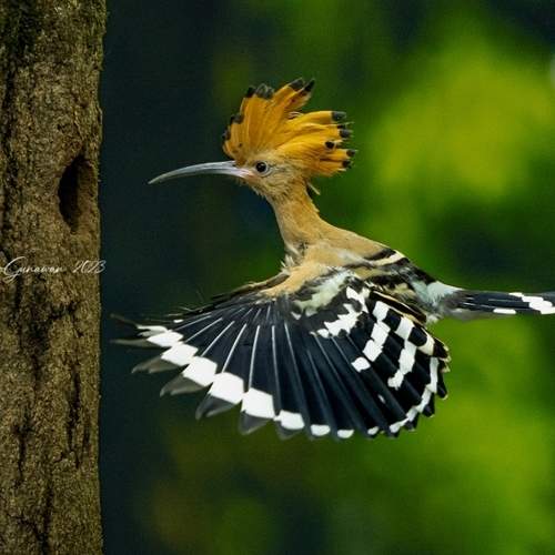 Preview Photographer\'s photo Budi Gunawan