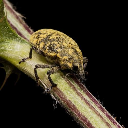 Превью фотографии фотографа  Stephane