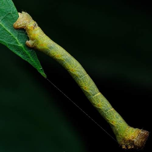 Превью фотографии фотографа Venkat Mangudi