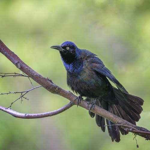 Превью фотографии фотографа Yury Lugansky