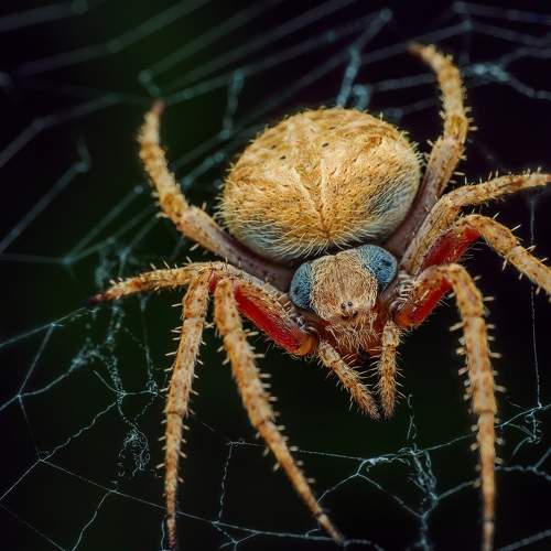 Превью фотографии фотографа Venkat Mangudi