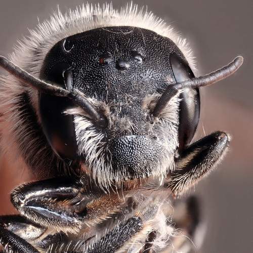Превью фотографии фотографа Ercan Yurt