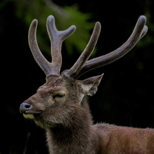 Preview Photographer\'s photo  Ahamed Jazif