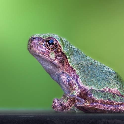 Превью фотографии фотографа Atul Saluja