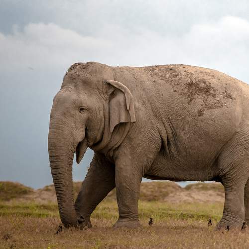 Превью фотографии фотографа  Ahamed Jazif