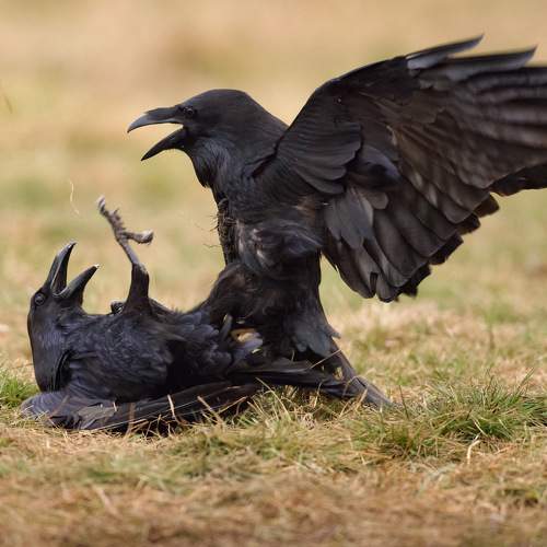 Превью фотографии фотографа David Manusevich