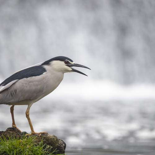 Превью фотографии фотографа Damian Cyfka