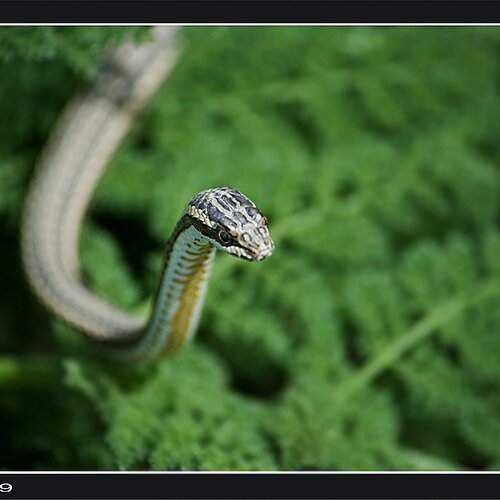 Preview Photographer\'s photo Silfida