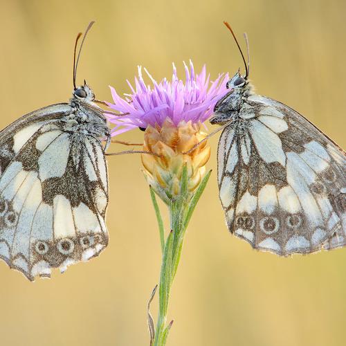 Preview Photographer\'s photo stefano.tassano