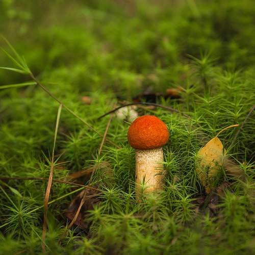 Превью фотографии фотографа Напалкин Станислав