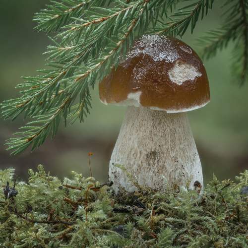 Превью фотографии фотографа Максим Вышарь