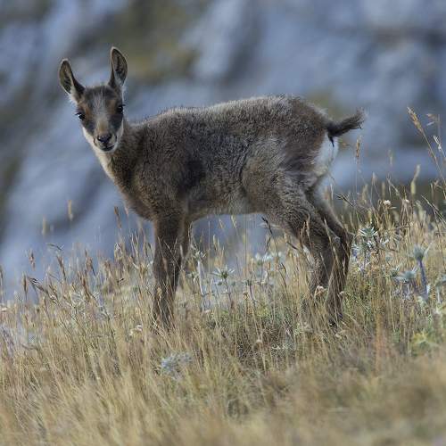 Превью фотографии фотографа jimenez millan samuel