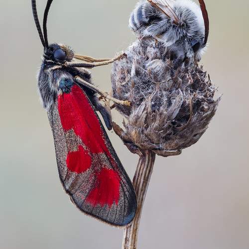 Превью фотографии фотографа Максим Сумской