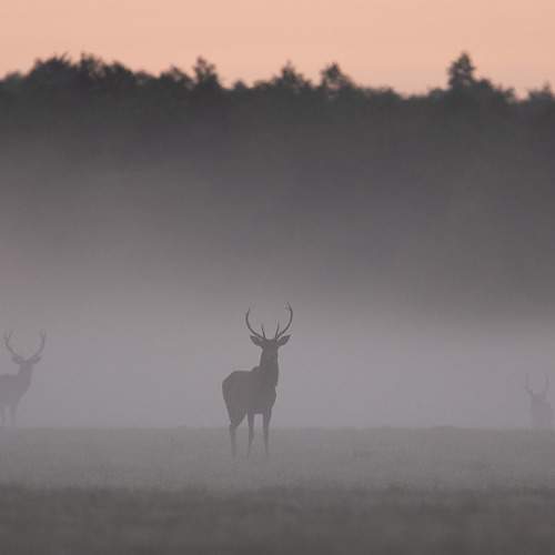 Превью фотографии фотографа Zakrzewski Marcin