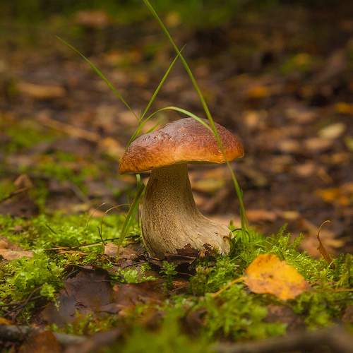 Превью фотографии фотографа Напалкин Станислав
