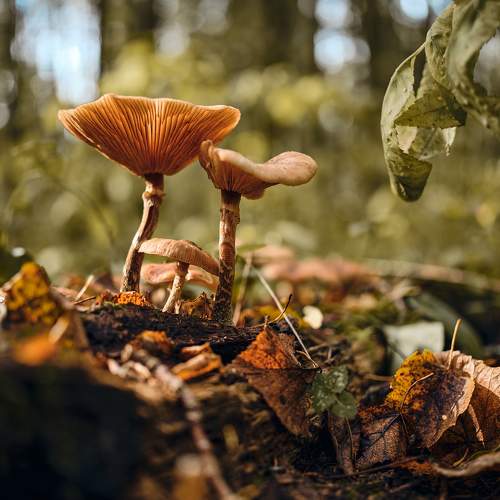 Превью фотографии фотографа Dmitry Dybov