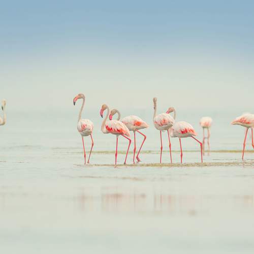 Preview Photographer\'s photo G N RAJA