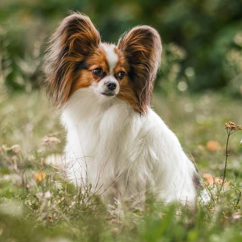 Превью фотографии фотографа Маори Мурр