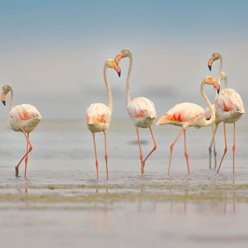 Превью фотографии фотографа G N RAJA