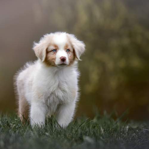 Превью фотографии фотографа Мороз Ирина