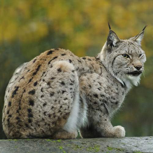 Preview Photographer\'s photo ferrara carmel