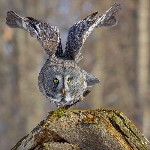 Превью фотографии фотографа Байбекова Светлана