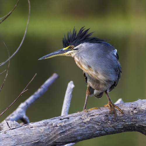 Превью фотографии фотографа Alexander Amromin