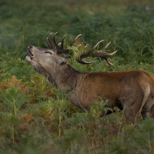 Превью фотографии фотографа Jimmy Stoikov