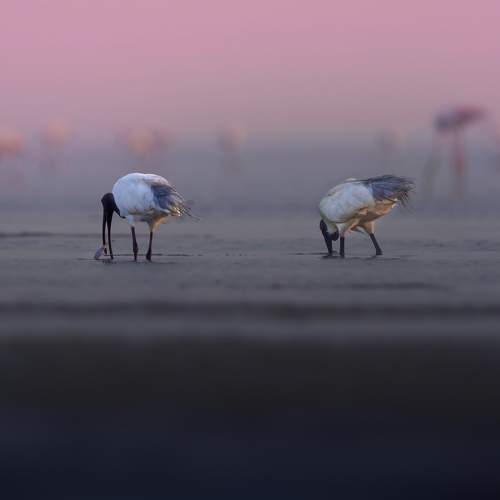 Preview Photographer\'s photo G N RAJA