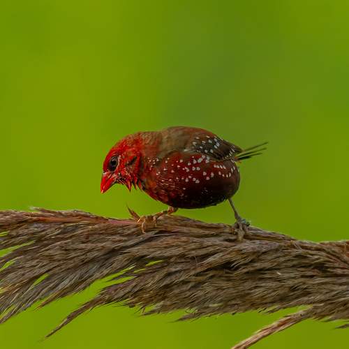 Preview Photographer\'s photo Pramod Bayya