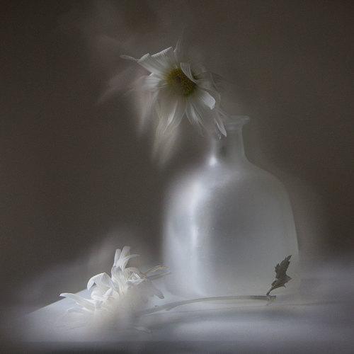 Preview Photographer\'s photo Vera Misha McDonald