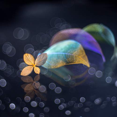 Превью фотографии фотографа Игорь Копцев