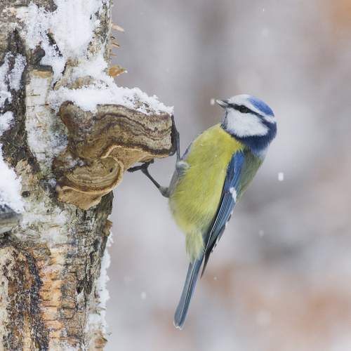 Превью фотографии фотографа Damian Cyfka