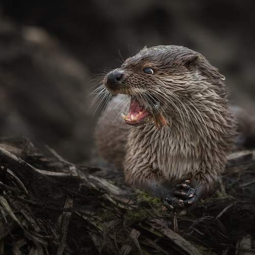 Превью фотографии фотографа Рудченко Ольга