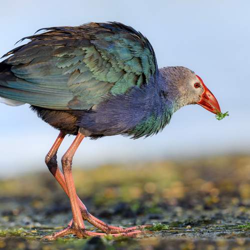 Preview Photographer\'s photo Vladimir Kulikov