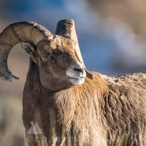 Preview Photographer\'s photo Tony Douzenis