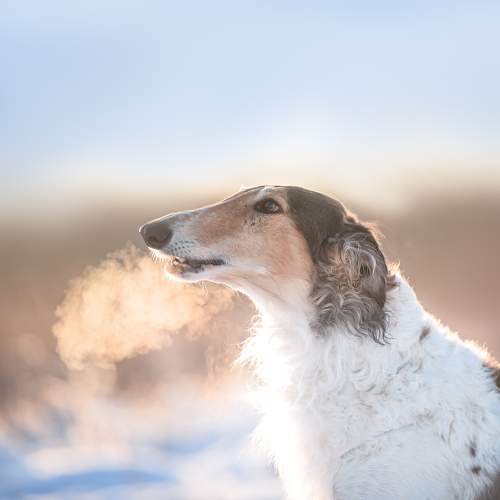 Превью фотографии фотографа Мороз Ирина