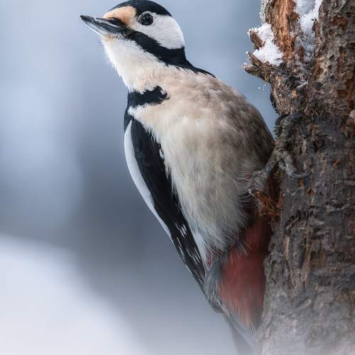 Превью фотографии фотографа Поляков Михаил
