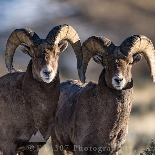 Превью фотографии фотографа Tony Douzenis