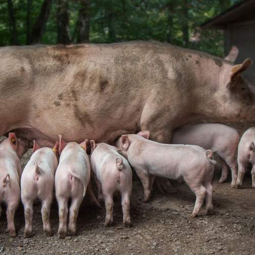 Превью фотографии фотографа Вадим Городницкий
