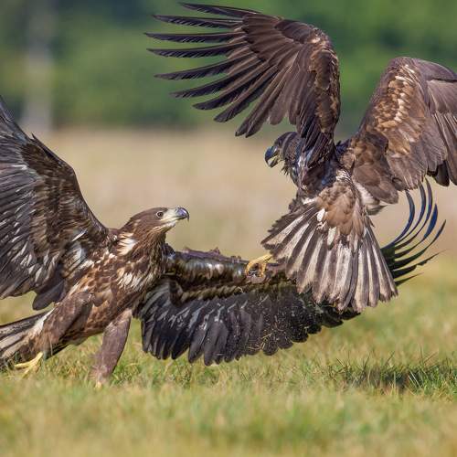 Превью фотографии фотографа David Manusevich