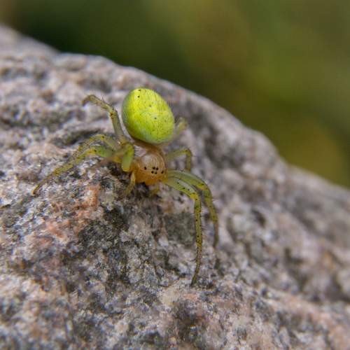 Превью фотографии фотографа Светлана Холодняк