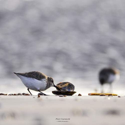 Превью фотографии фотографа PIOTR CZARNIECKI