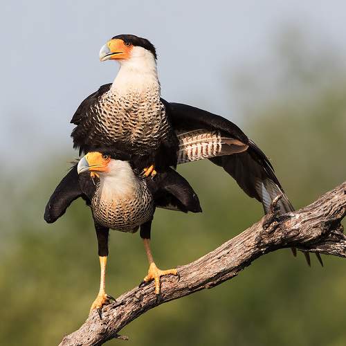 Preview Photographer\'s photo Etkind Elizabeth