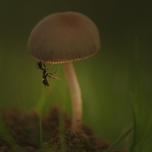 Превью фотографии фотографа Ercan Yurt