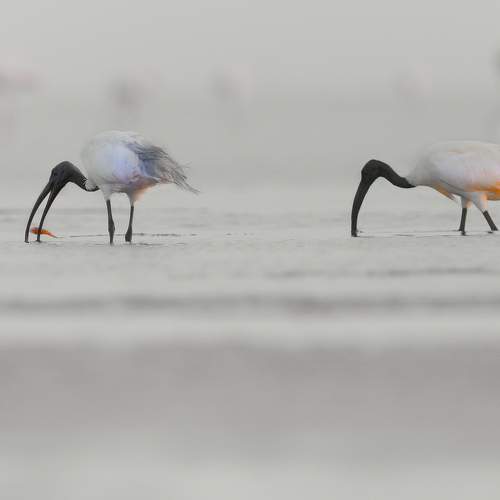 Preview Photographer\'s photo G N RAJA