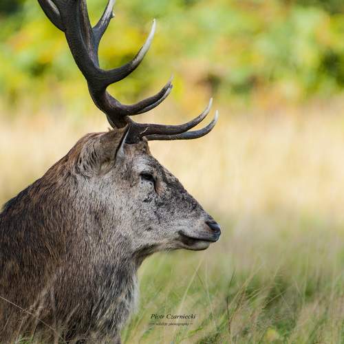 Превью фотографии фотографа PIOTR CZARNIECKI