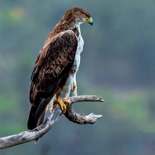 Превью фотографии фотографа Dhananjay Jadhav