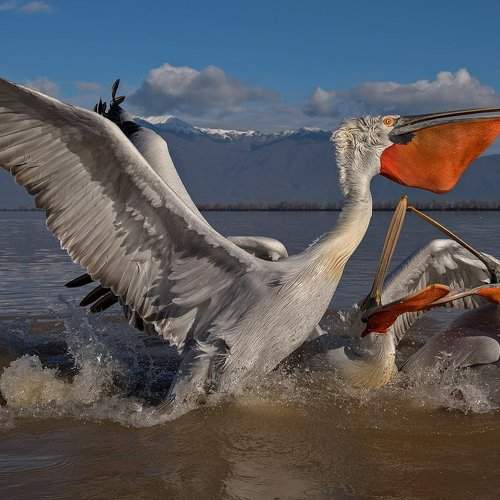 Preview Photographer\'s photo Sergey Zlatkov